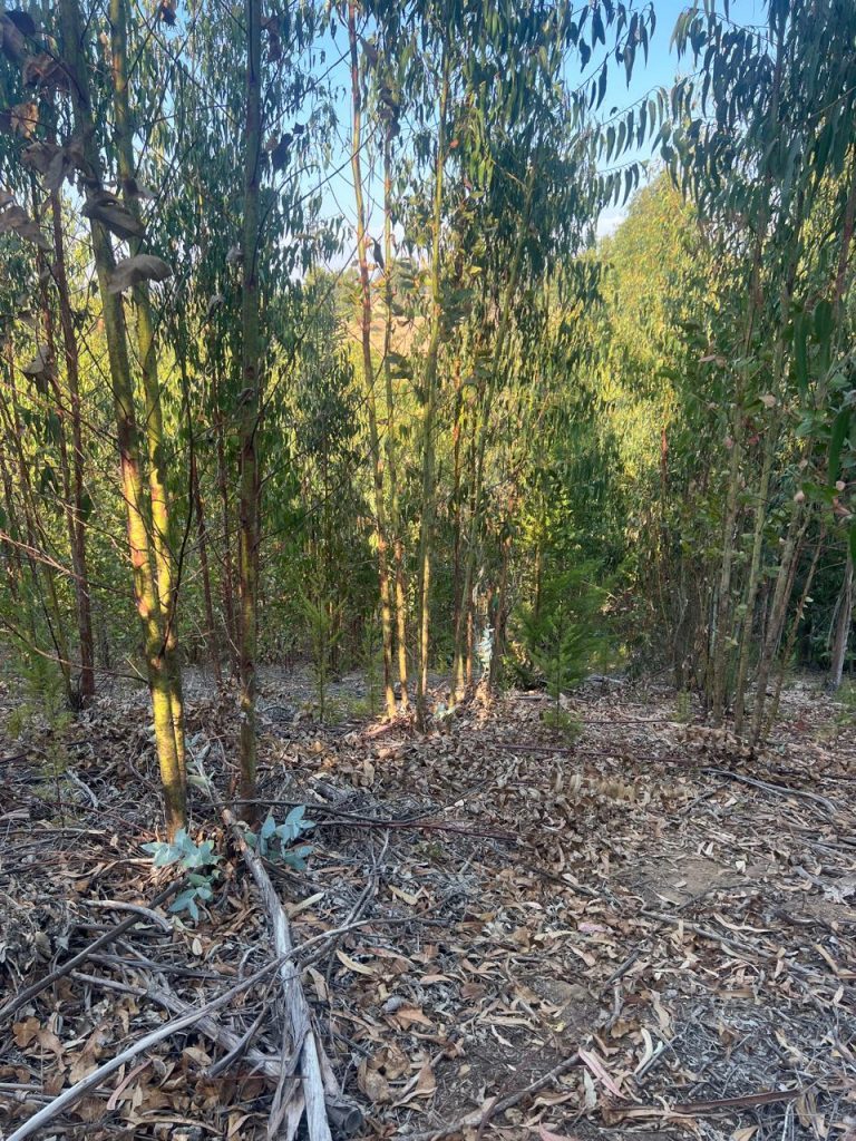Terreno en venta en Pichilemu — foto 7