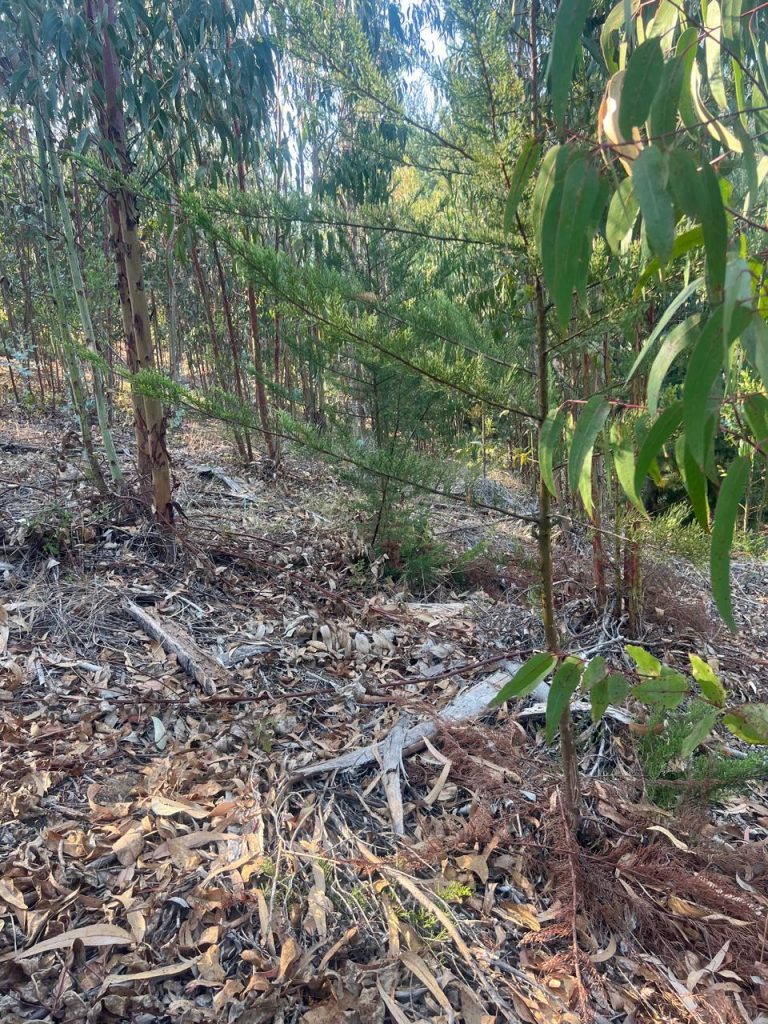 Terreno en venta en Pichilemu — foto 8