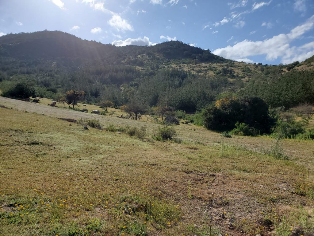 Terreno en venta en Lolol — foto 4