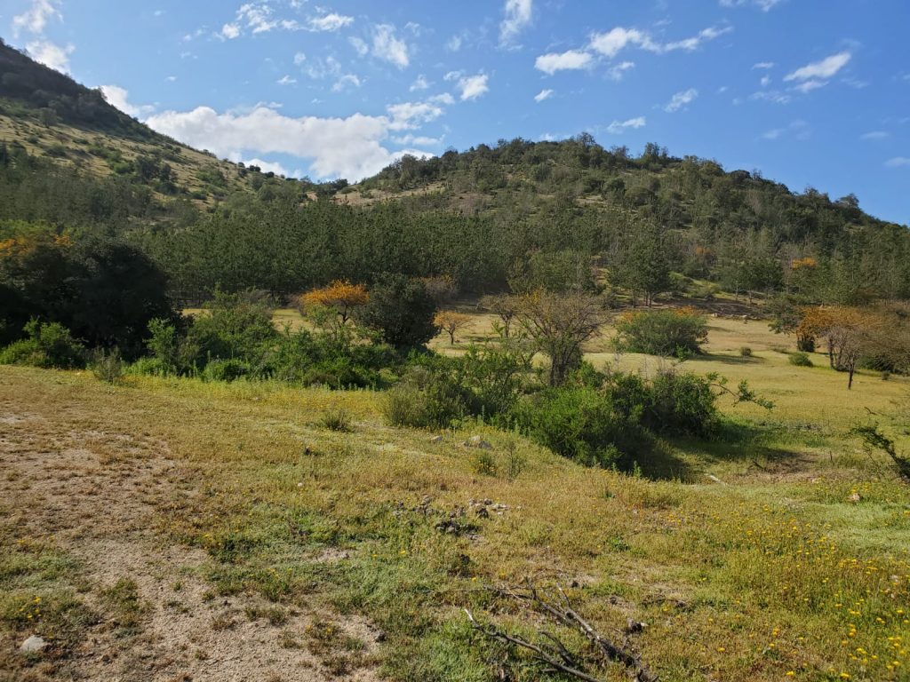 Terreno en venta en Lolol — foto 8
