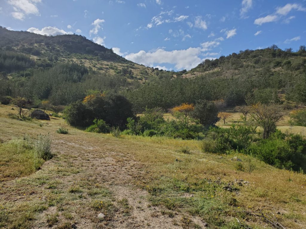 Terreno en venta en Lolol — foto 9