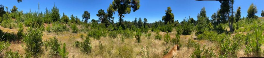 Terreno en venta en Pichilemu — foto 1