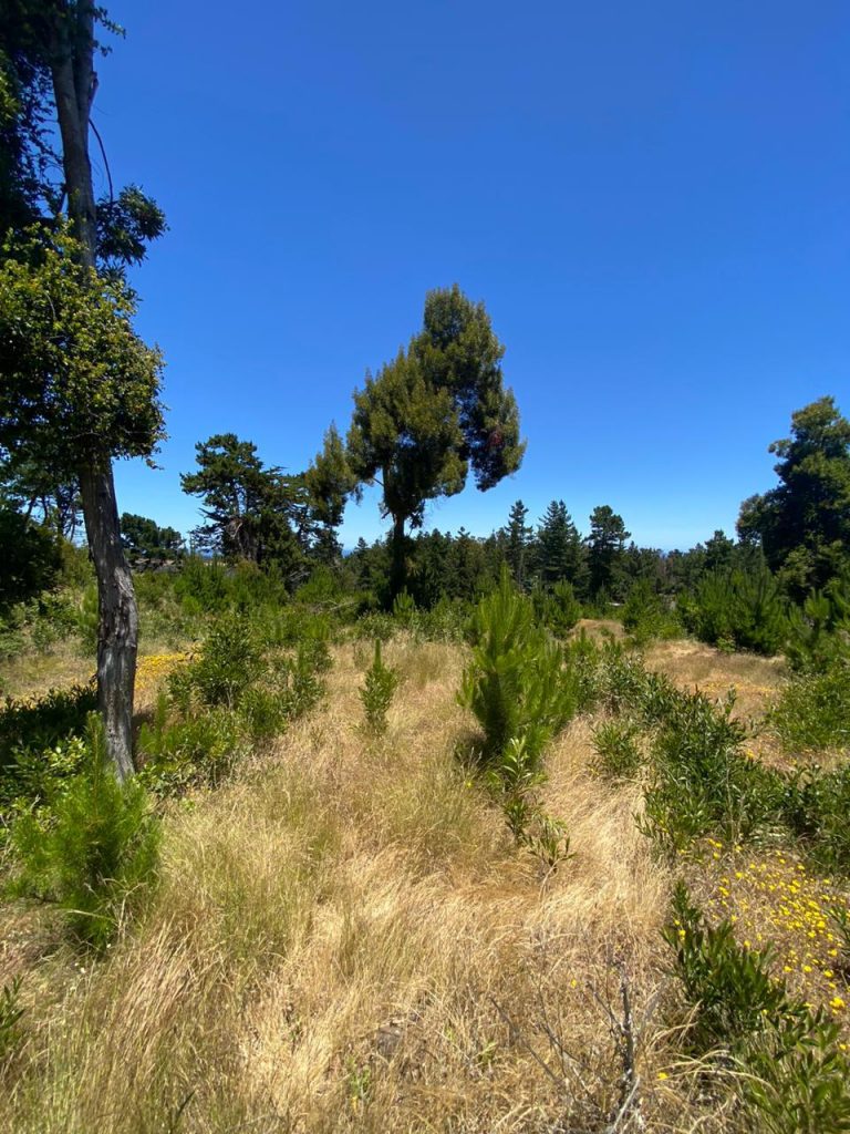 Terreno en venta en Pichilemu — foto 3