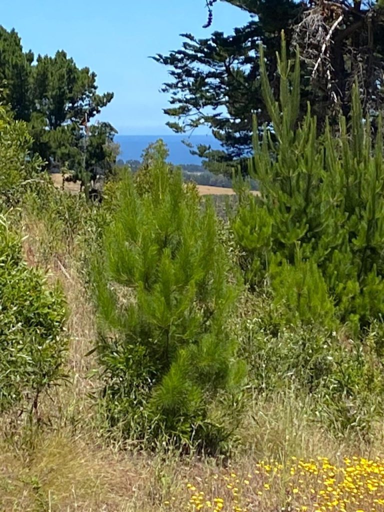 Terreno en venta en Pichilemu — foto 5