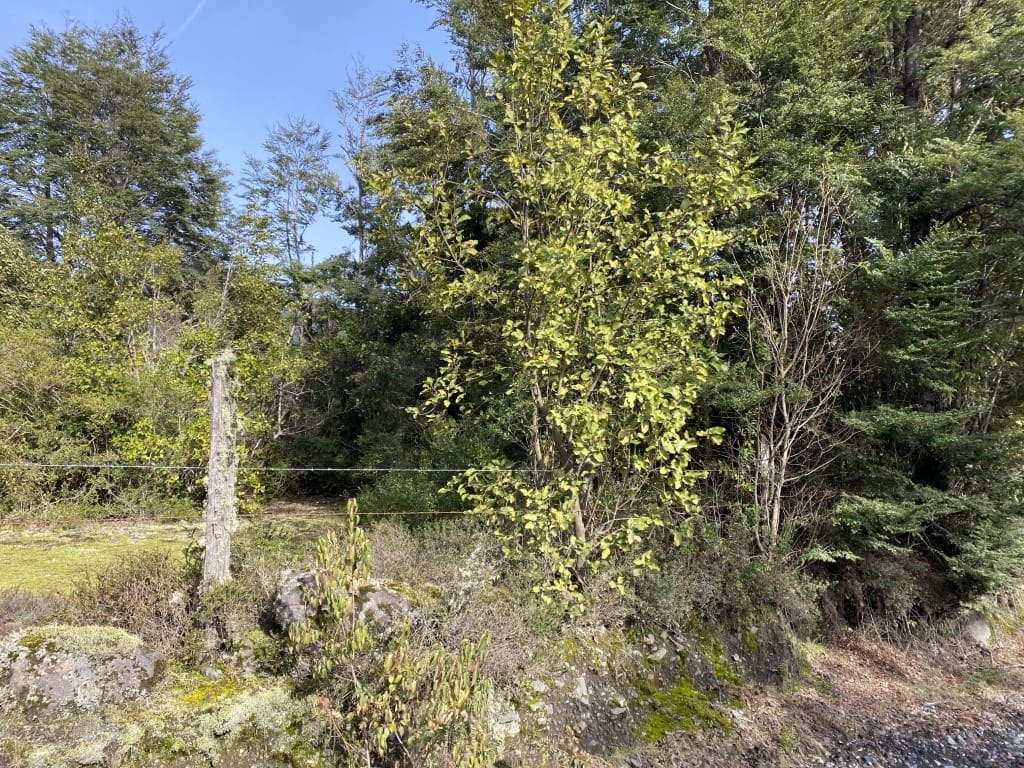 Parcela en venta en Villarrica — foto 9