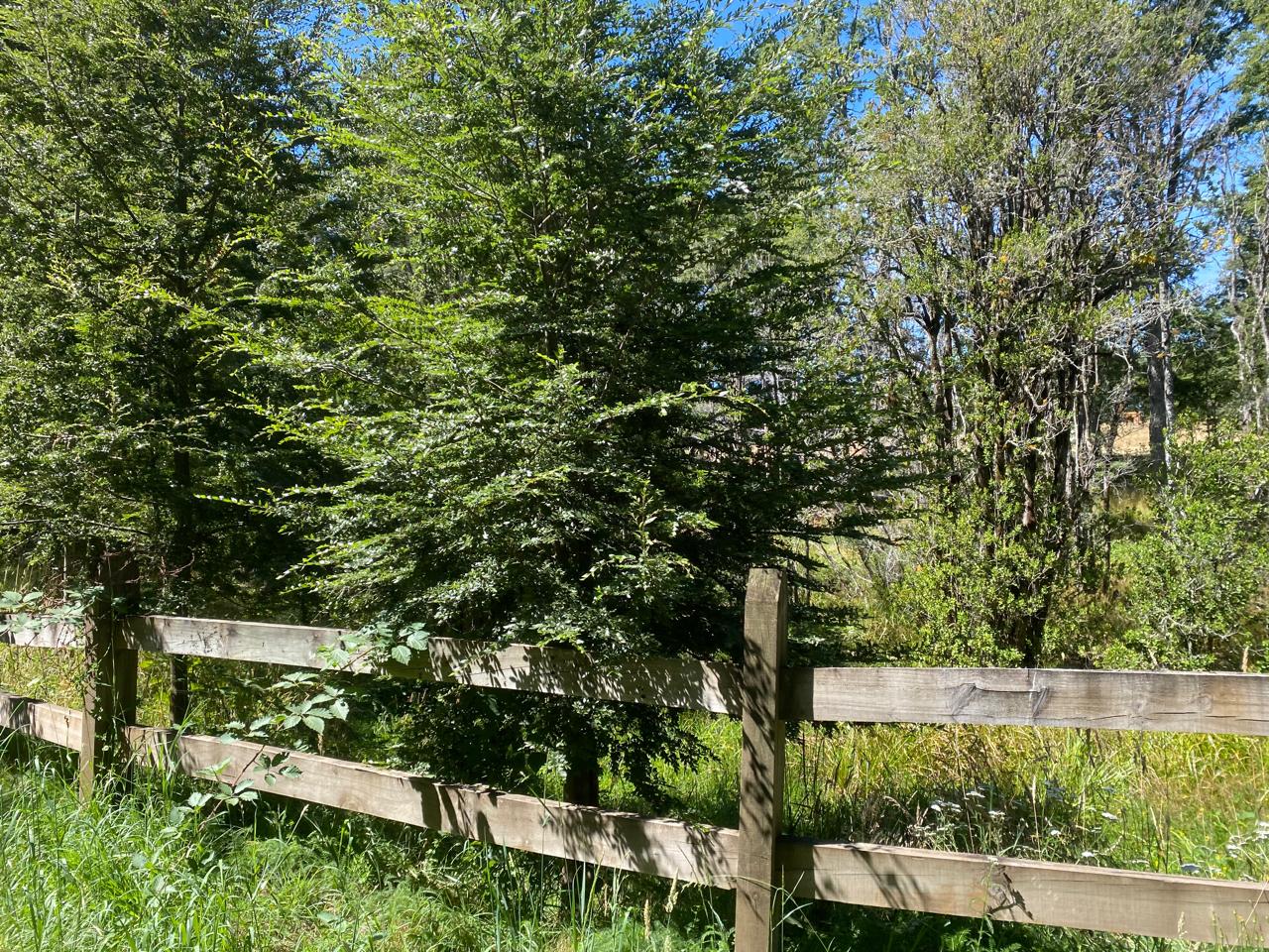 Parcela en venta en Villarrica — foto 4