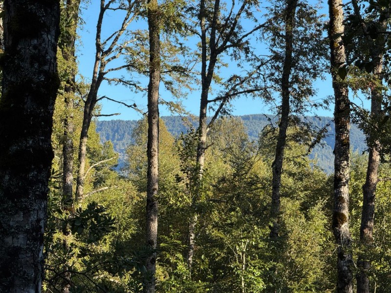 Parcela en venta en Villarrica — foto 4