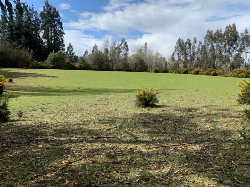 Parcela en venta en Freire — foto 4