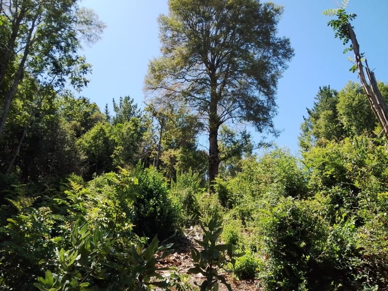 Parcela en venta en Villarrica — foto 4