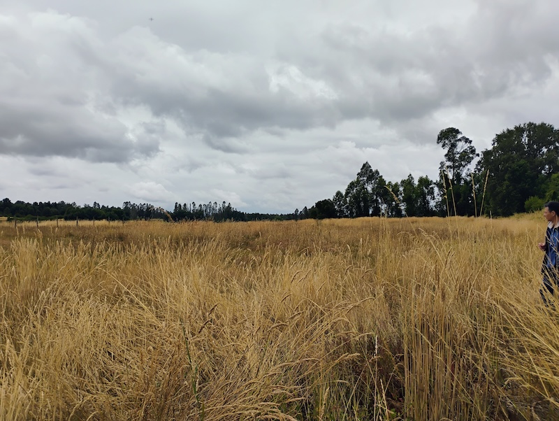 Parcela en venta en Villarrica — foto 3