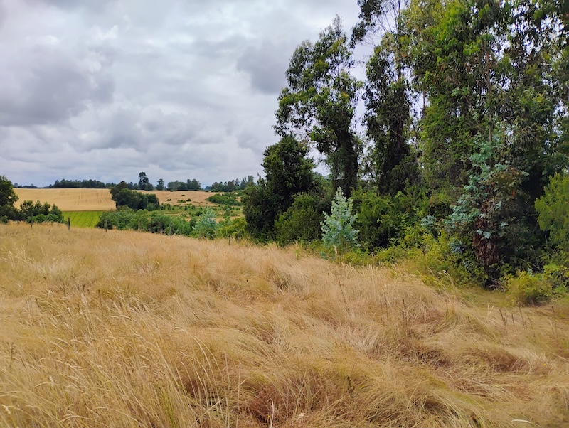 Parcela en venta en Villarrica — foto 6