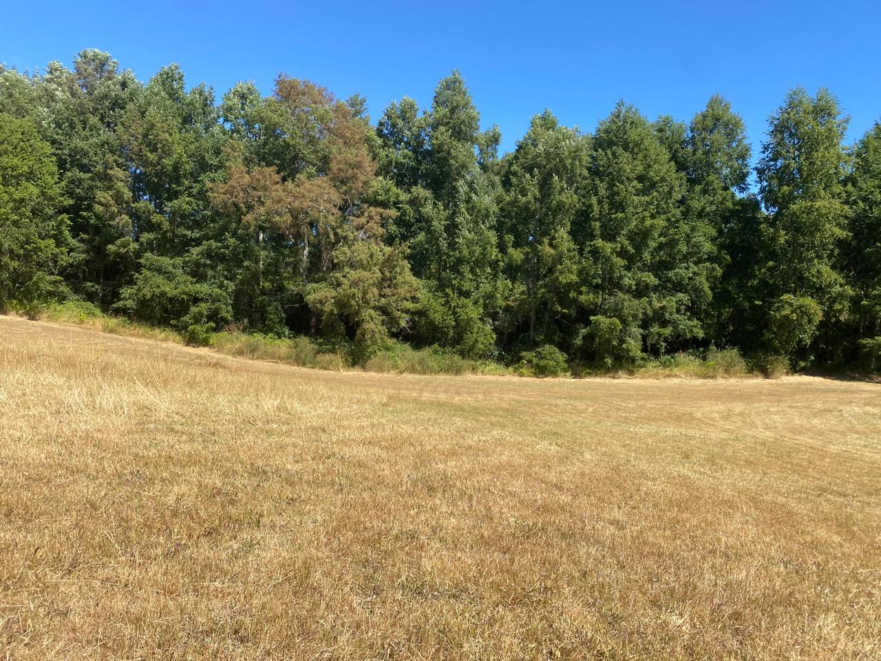 Parcela en venta en Villarrica — foto 8