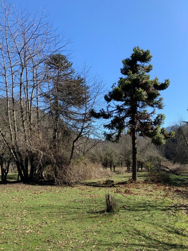 Campo en venta en Curarrehue — foto 2