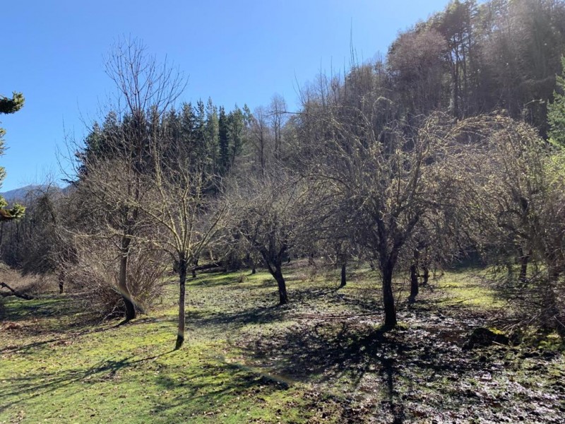 Campo en venta en Curarrehue — foto 5