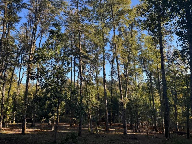 Parcela en venta en Villarrica — foto 3