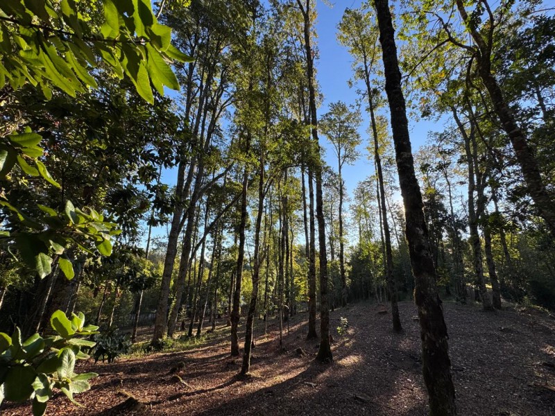 Parcela en venta en Villarrica — foto 6