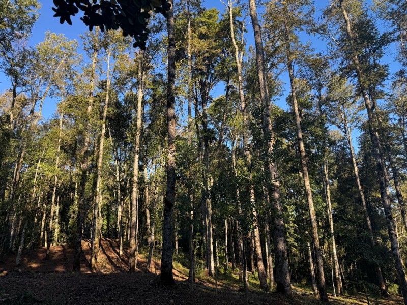 Parcela en venta en Villarrica — foto 10