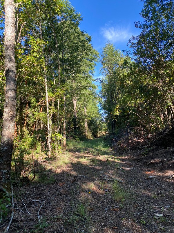 Parcela en venta en Villarrica — foto 5