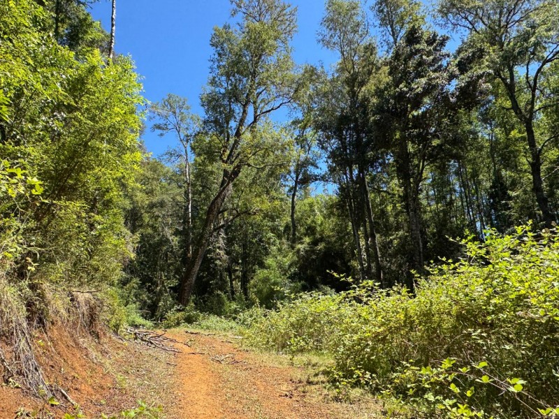 Parcela en venta en Loncoche — foto 7