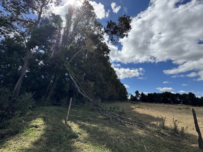 Campo en venta en Freire — foto 3