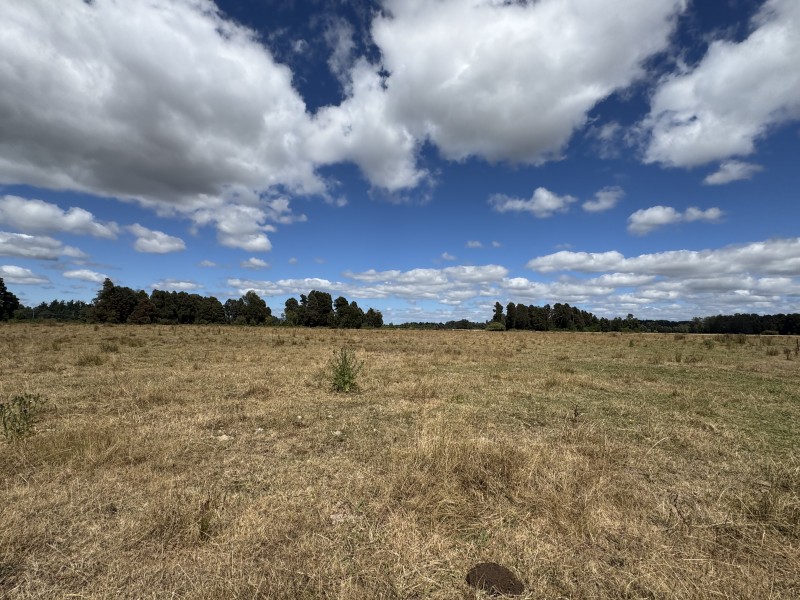 Campo en venta en Freire — foto 10