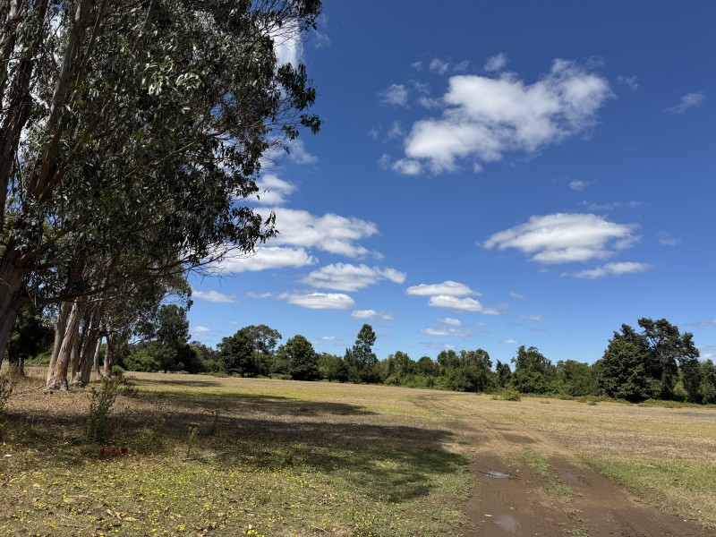 Campo en venta en Freire — foto 7