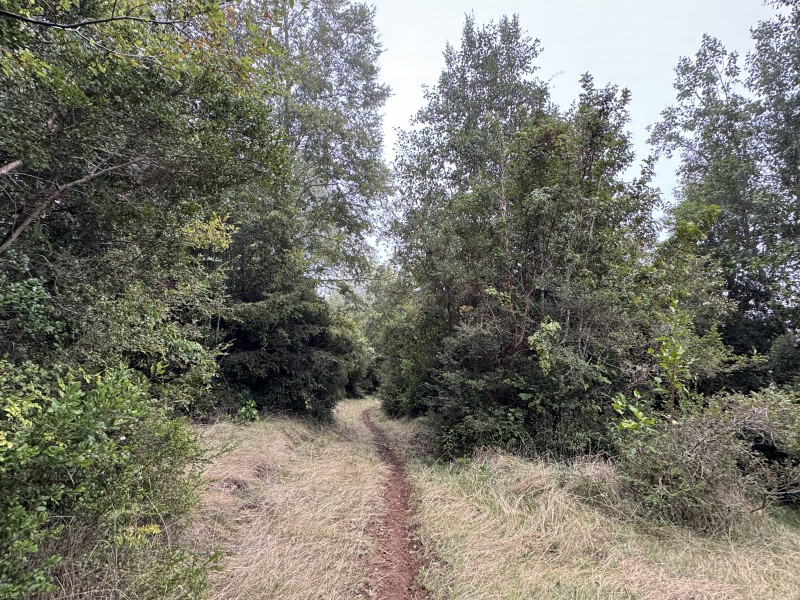 Campo en venta en Loncoche — foto 6