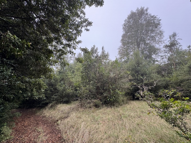 Campo en venta en Loncoche — foto 8
