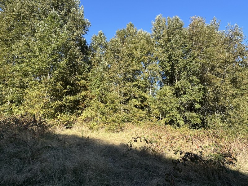 Parcela en venta en Villarrica — foto 3