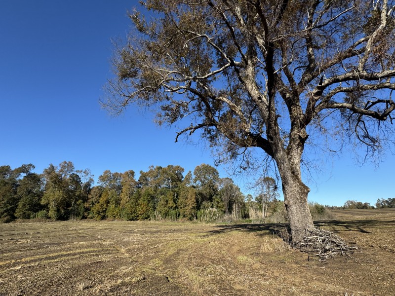 Campo en venta en Temuco — foto 8