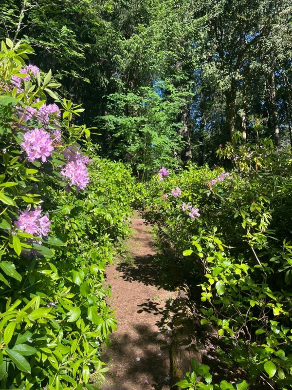 Campo en venta en Cunco — foto 4