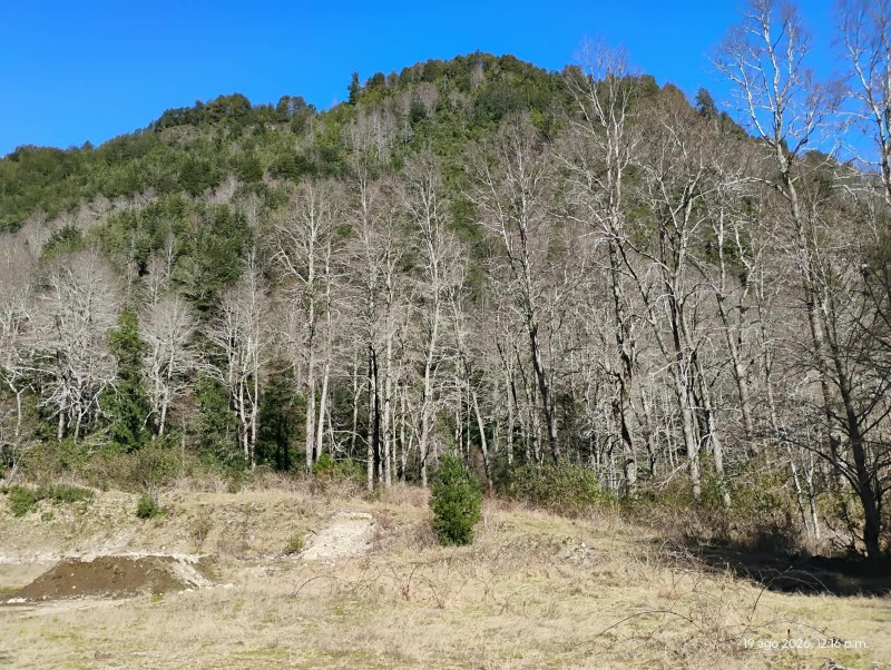Campo en venta en Cunco — foto 7