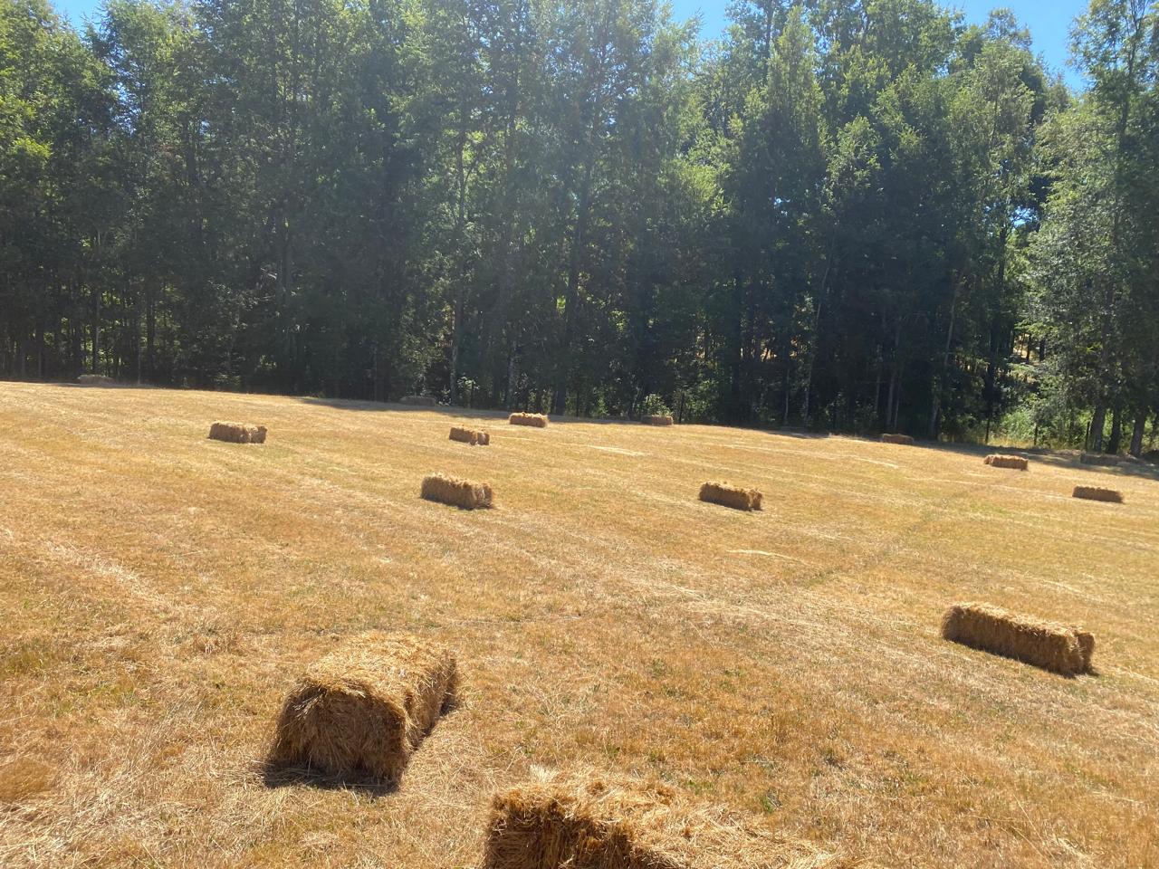 Parcela en venta en Villarrica — foto 7