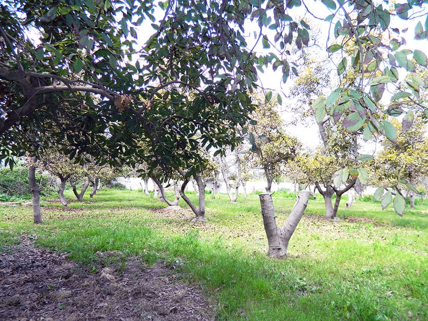 Parcela en venta en San Bernardo — foto 9