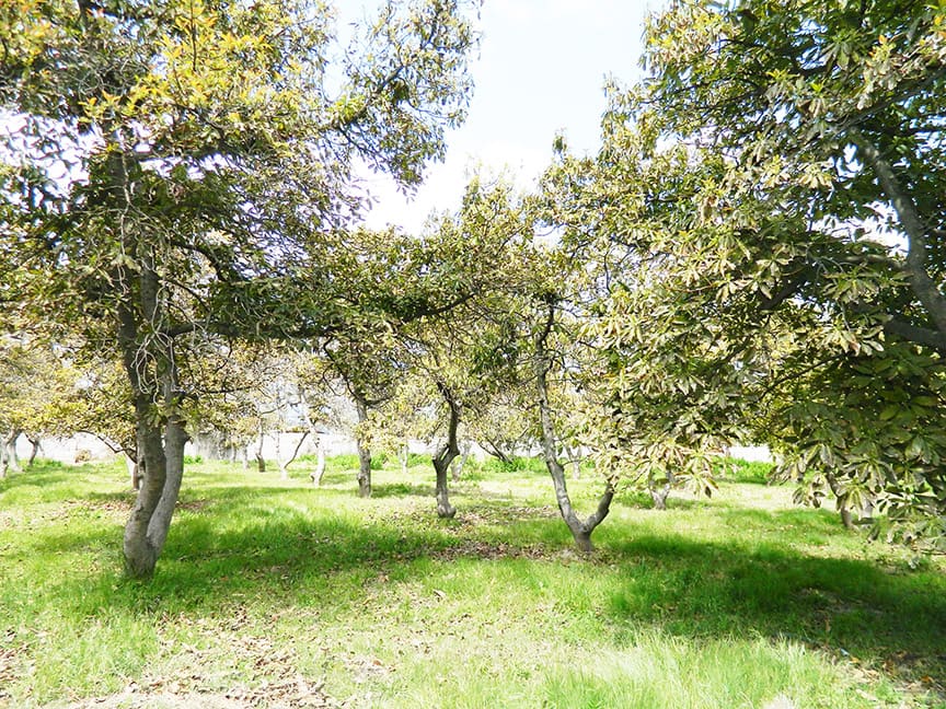 Parcela en venta en San Bernardo — foto 10