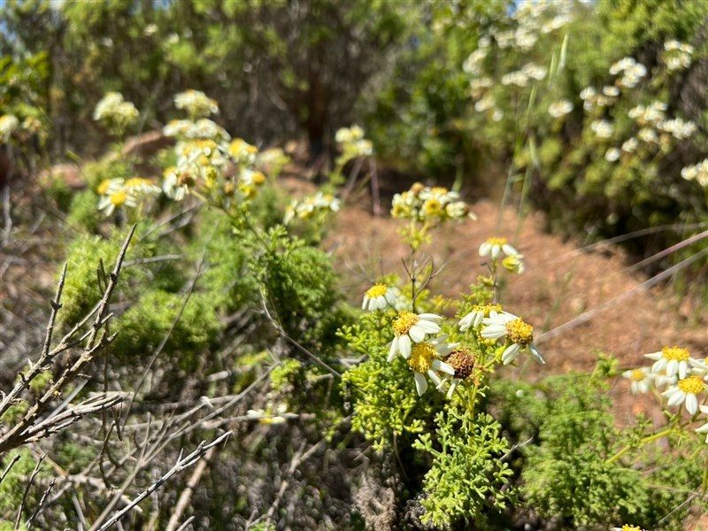 Terreno en venta en La Ligua — foto 7
