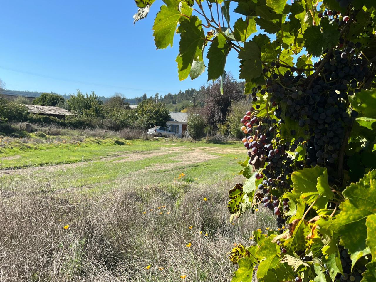 Parcela en venta en Treguaco — foto 10