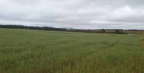 Campo en venta en Parral — foto 2