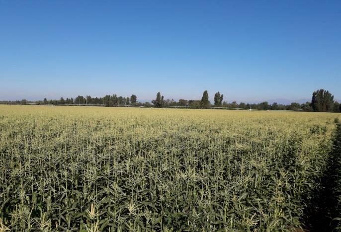 Campo en venta en Ñiquén — foto 2