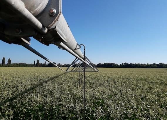 Campo en venta en Ñiquén — foto 3