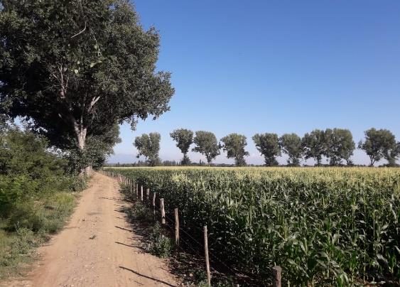 Campo en venta en Ñiquén — foto 4