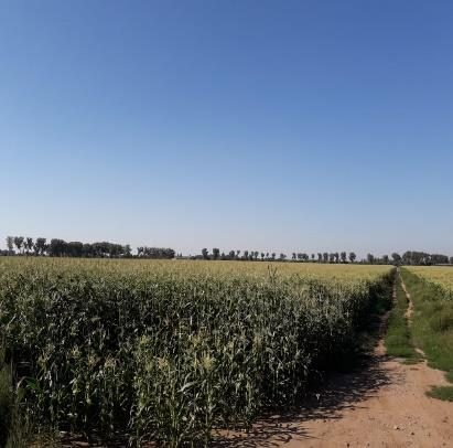 Campo en venta en Ñiquén — foto 5