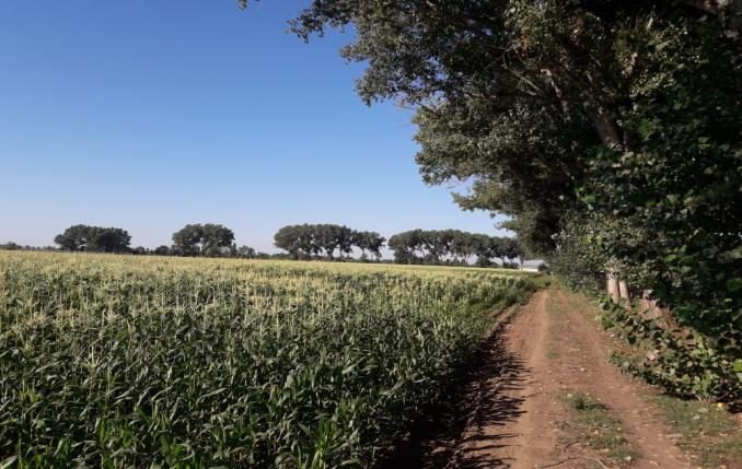 Campo en venta en Ñiquén — foto 9