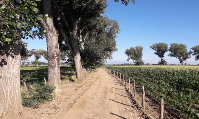 Campo en venta en Ñiquén — foto 10