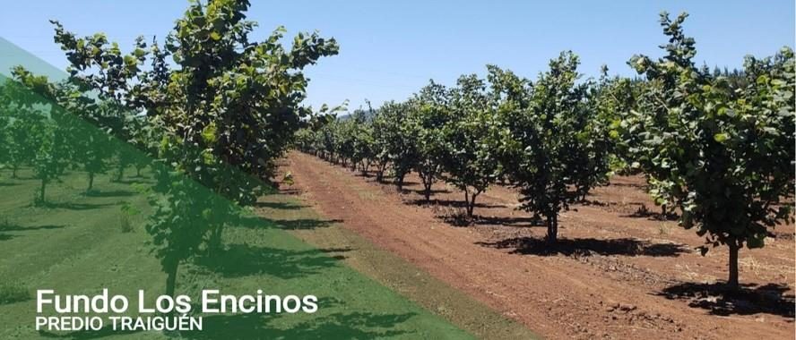 Campo en venta en Traiguén — foto 1