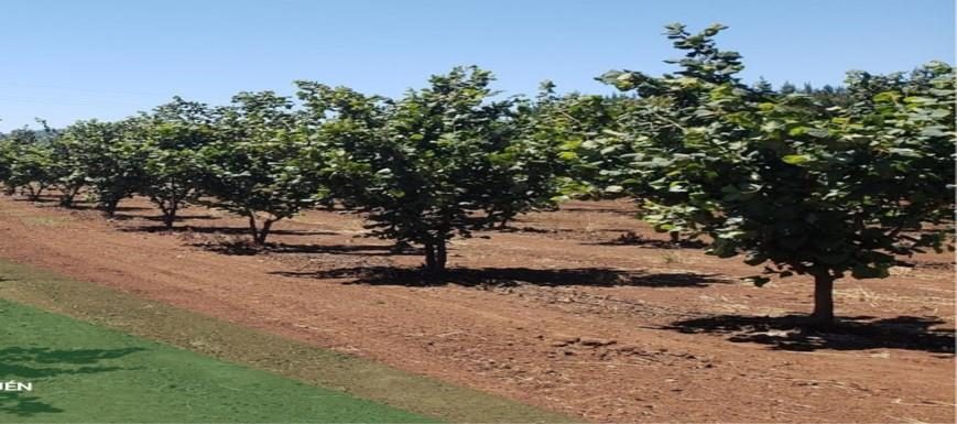 Campo en venta en Traiguén — foto 3