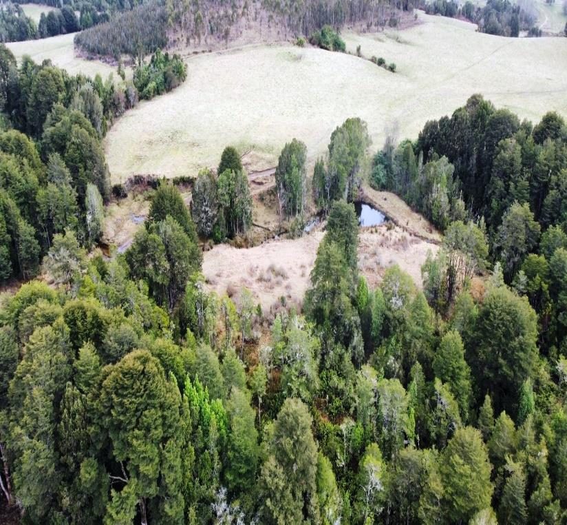 Campo en venta en Los Muermos — foto 10