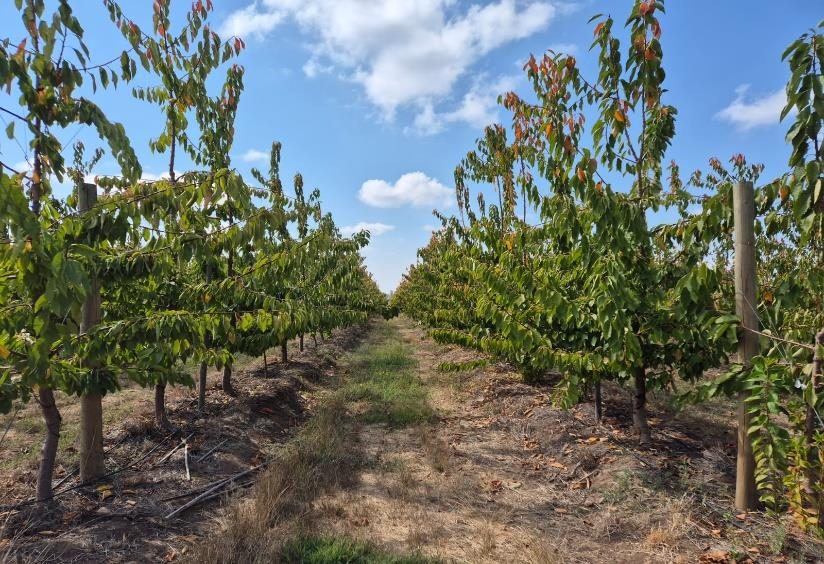 Campo en venta en Villa Alegre — foto 5