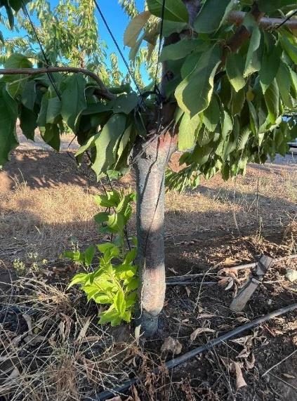 Campo en venta en Bulnes — foto 1