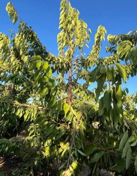 Campo en venta en Bulnes — foto 2
